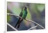 A wild adult Cuban emerald hummingbird (Chlorostilbon ricordii), Zapata National Park, Cuba, West I-Michael Nolan-Framed Photographic Print