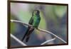 A wild adult Cuban emerald hummingbird (Chlorostilbon ricordii), Zapata National Park, Cuba, West I-Michael Nolan-Framed Photographic Print