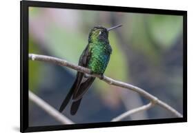 A wild adult Cuban emerald hummingbird (Chlorostilbon ricordii), Zapata National Park, Cuba, West I-Michael Nolan-Framed Photographic Print