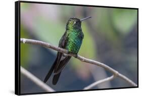 A wild adult Cuban emerald hummingbird (Chlorostilbon ricordii), Zapata National Park, Cuba, West I-Michael Nolan-Framed Stretched Canvas