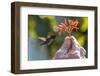 A wild adult male bee hummingbird (Mellisuga helenae), attracted to hand-held flower near Playa Lar-Michael Nolan-Framed Photographic Print