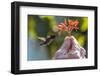 A wild adult male bee hummingbird (Mellisuga helenae), attracted to hand-held flower near Playa Lar-Michael Nolan-Framed Photographic Print