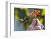 A wild adult male bee hummingbird (Mellisuga helenae), attracted to hand-held flower near Playa Lar-Michael Nolan-Framed Photographic Print