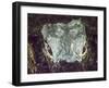 A wild American alligator (Alligator mississippiensis), at night in Shark Valley, USA-Michael Nolan-Framed Photographic Print