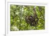 A wild brown-throated sloth , Landing Casual, Upper Amazon River Basin, Loreto, Peru-Michael Nolan-Framed Photographic Print