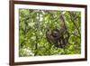 A wild brown-throated sloth , Landing Casual, Upper Amazon River Basin, Loreto, Peru-Michael Nolan-Framed Photographic Print