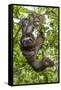 A wild brown-throated sloth , Landing Casual, Upper Amazon River Basin, Loreto, Peru-Michael Nolan-Framed Stretched Canvas