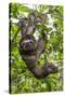 A wild brown-throated sloth , Landing Casual, Upper Amazon River Basin, Loreto, Peru-Michael Nolan-Stretched Canvas