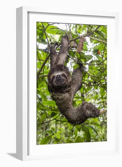 A wild brown-throated sloth , Landing Casual, Upper Amazon River Basin, Loreto, Peru-Michael Nolan-Framed Photographic Print