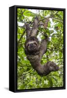A wild brown-throated sloth , Landing Casual, Upper Amazon River Basin, Loreto, Peru-Michael Nolan-Framed Stretched Canvas