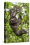 A wild brown-throated sloth , Landing Casual, Upper Amazon River Basin, Loreto, Peru-Michael Nolan-Stretched Canvas