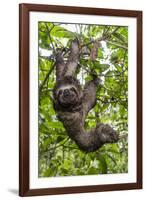 A wild brown-throated sloth , Landing Casual, Upper Amazon River Basin, Loreto, Peru-Michael Nolan-Framed Photographic Print