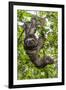 A wild brown-throated sloth , Landing Casual, Upper Amazon River Basin, Loreto, Peru-Michael Nolan-Framed Photographic Print