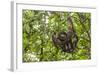 A wild brown-throated sloth , Landing Casual, Upper Amazon River Basin, Loreto, Peru-Michael Nolan-Framed Photographic Print