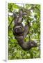 A wild brown-throated sloth , Landing Casual, Upper Amazon River Basin, Loreto, Peru-Michael Nolan-Framed Photographic Print