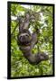 A wild brown-throated sloth , Landing Casual, Upper Amazon River Basin, Loreto, Peru-Michael Nolan-Framed Photographic Print