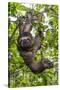 A wild brown-throated sloth , Landing Casual, Upper Amazon River Basin, Loreto, Peru-Michael Nolan-Stretched Canvas