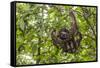 A wild brown-throated sloth , Landing Casual, Upper Amazon River Basin, Loreto, Peru-Michael Nolan-Framed Stretched Canvas