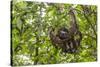 A wild brown-throated sloth , Landing Casual, Upper Amazon River Basin, Loreto, Peru-Michael Nolan-Stretched Canvas