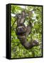 A wild brown-throated sloth , Landing Casual, Upper Amazon River Basin, Loreto, Peru-Michael Nolan-Framed Stretched Canvas