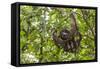 A wild brown-throated sloth , Landing Casual, Upper Amazon River Basin, Loreto, Peru-Michael Nolan-Framed Stretched Canvas