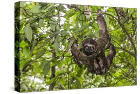 A wild brown-throated sloth , Landing Casual, Upper Amazon River Basin, Loreto, Peru-Michael Nolan-Stretched Canvas