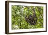 A wild brown-throated sloth , Landing Casual, Upper Amazon River Basin, Loreto, Peru-Michael Nolan-Framed Photographic Print