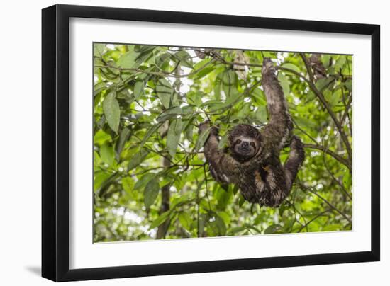 A wild brown-throated sloth , Landing Casual, Upper Amazon River Basin, Loreto, Peru-Michael Nolan-Framed Photographic Print