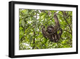 A wild brown-throated sloth , Landing Casual, Upper Amazon River Basin, Loreto, Peru-Michael Nolan-Framed Premium Photographic Print