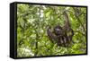 A wild brown-throated sloth , Landing Casual, Upper Amazon River Basin, Loreto, Peru-Michael Nolan-Framed Stretched Canvas