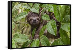 A wild brown-throated sloth , Landing Casual, Upper Amazon River Basin, Loreto, Peru-Michael Nolan-Framed Stretched Canvas