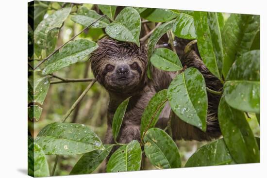 A wild brown-throated sloth , Landing Casual, Upper Amazon River Basin, Loreto, Peru-Michael Nolan-Stretched Canvas