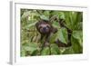 A wild brown-throated sloth , Landing Casual, Upper Amazon River Basin, Loreto, Peru-Michael Nolan-Framed Photographic Print