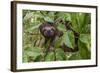 A wild brown-throated sloth , Landing Casual, Upper Amazon River Basin, Loreto, Peru-Michael Nolan-Framed Photographic Print