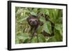 A wild brown-throated sloth , Landing Casual, Upper Amazon River Basin, Loreto, Peru-Michael Nolan-Framed Photographic Print