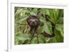 A wild brown-throated sloth , Landing Casual, Upper Amazon River Basin, Loreto, Peru-Michael Nolan-Framed Photographic Print