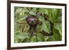 A wild brown-throated sloth , Landing Casual, Upper Amazon River Basin, Loreto, Peru-Michael Nolan-Framed Photographic Print