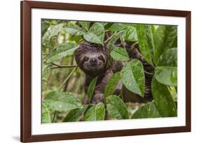 A wild brown-throated sloth , Landing Casual, Upper Amazon River Basin, Loreto, Peru-Michael Nolan-Framed Photographic Print