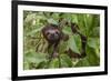 A wild brown-throated sloth , Landing Casual, Upper Amazon River Basin, Loreto, Peru-Michael Nolan-Framed Photographic Print