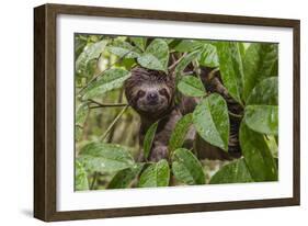 A wild brown-throated sloth , Landing Casual, Upper Amazon River Basin, Loreto, Peru-Michael Nolan-Framed Photographic Print