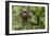 A wild brown-throated sloth , Landing Casual, Upper Amazon River Basin, Loreto, Peru-Michael Nolan-Framed Photographic Print