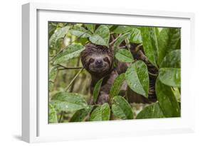 A wild brown-throated sloth , Landing Casual, Upper Amazon River Basin, Loreto, Peru-Michael Nolan-Framed Photographic Print