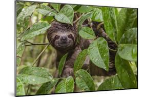 A wild brown-throated sloth , Landing Casual, Upper Amazon River Basin, Loreto, Peru-Michael Nolan-Mounted Photographic Print