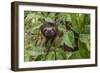 A wild brown-throated sloth , Landing Casual, Upper Amazon River Basin, Loreto, Peru-Michael Nolan-Framed Premium Photographic Print