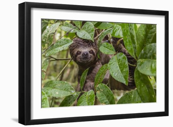 A wild brown-throated sloth , Landing Casual, Upper Amazon River Basin, Loreto, Peru-Michael Nolan-Framed Premium Photographic Print