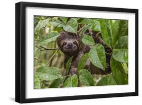 A wild brown-throated sloth , Landing Casual, Upper Amazon River Basin, Loreto, Peru-Michael Nolan-Framed Premium Photographic Print