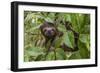 A wild brown-throated sloth , Landing Casual, Upper Amazon River Basin, Loreto, Peru-Michael Nolan-Framed Premium Photographic Print