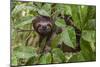 A wild brown-throated sloth , Landing Casual, Upper Amazon River Basin, Loreto, Peru-Michael Nolan-Mounted Premium Photographic Print