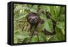 A wild brown-throated sloth , Landing Casual, Upper Amazon River Basin, Loreto, Peru-Michael Nolan-Framed Stretched Canvas