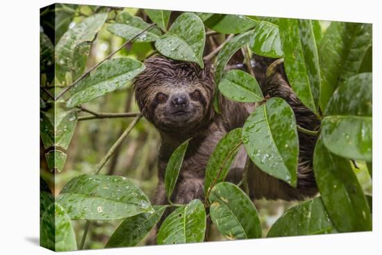 A wild brown-throated sloth , Landing Casual, Upper Amazon River Basin, Loreto, Peru-Michael Nolan-Stretched Canvas